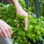 Qué plantas son ideales para tener en el jardín y promover la salud